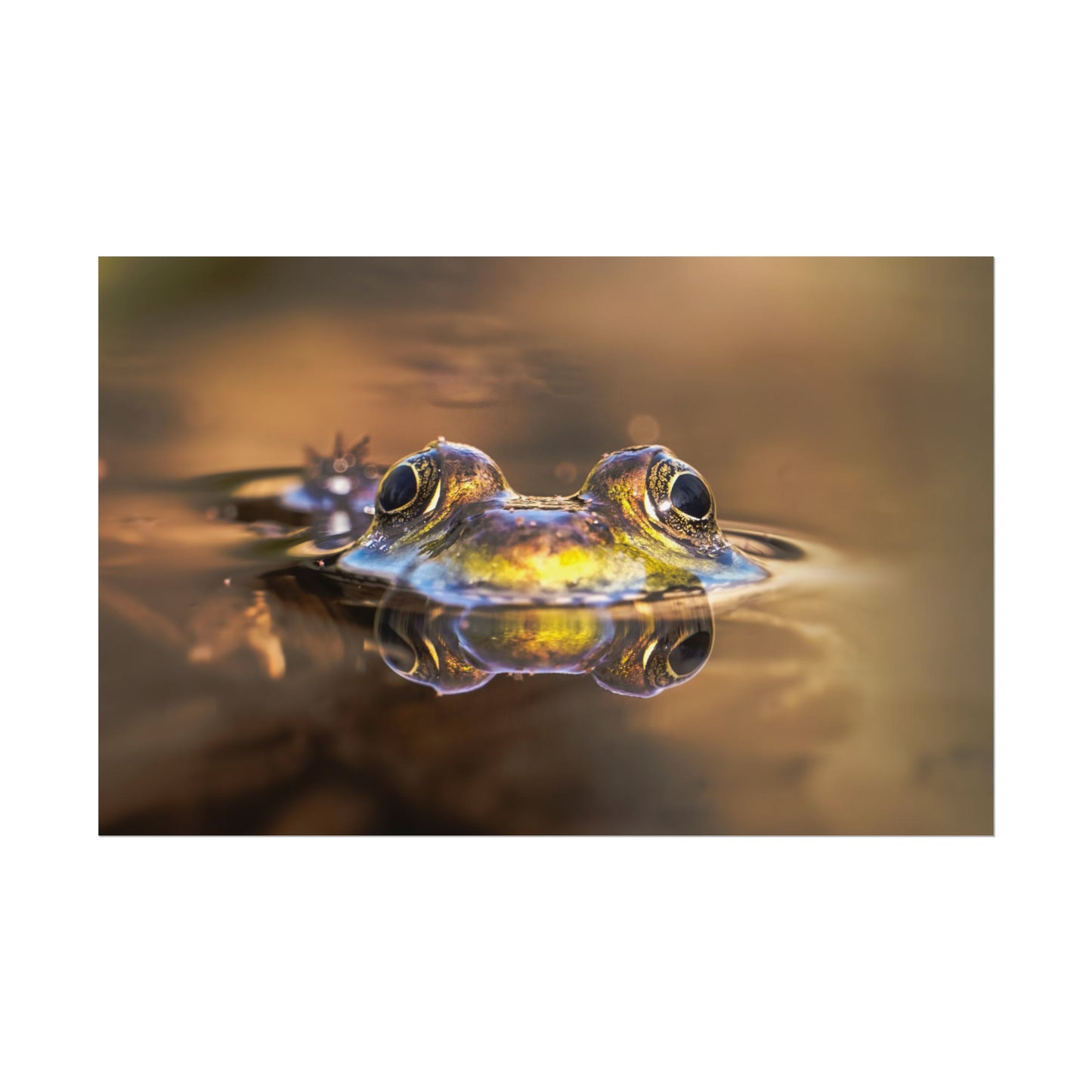 Duality of Frog Fine Art Print