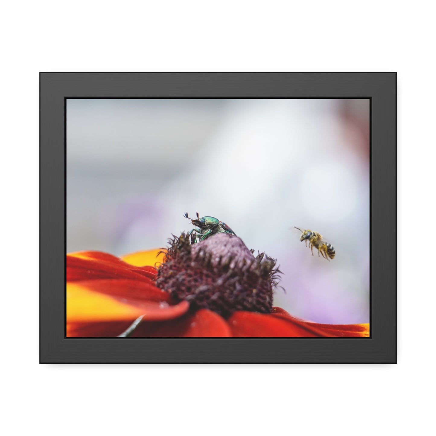 Japanese Beetle and Honey Bee Framed Print | Nature Photography