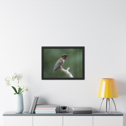 Ruby-Throated Hummingbird Framed Fine Art Photograph