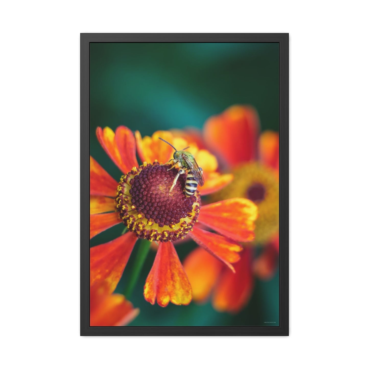 Fashionable Sweat Bee Framed Fine Art Photograph