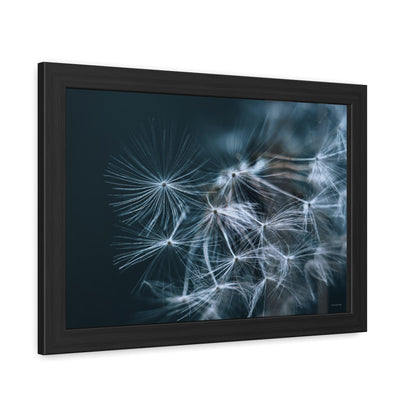 Macro Moody Dandelion Framed Fine Art Photograph