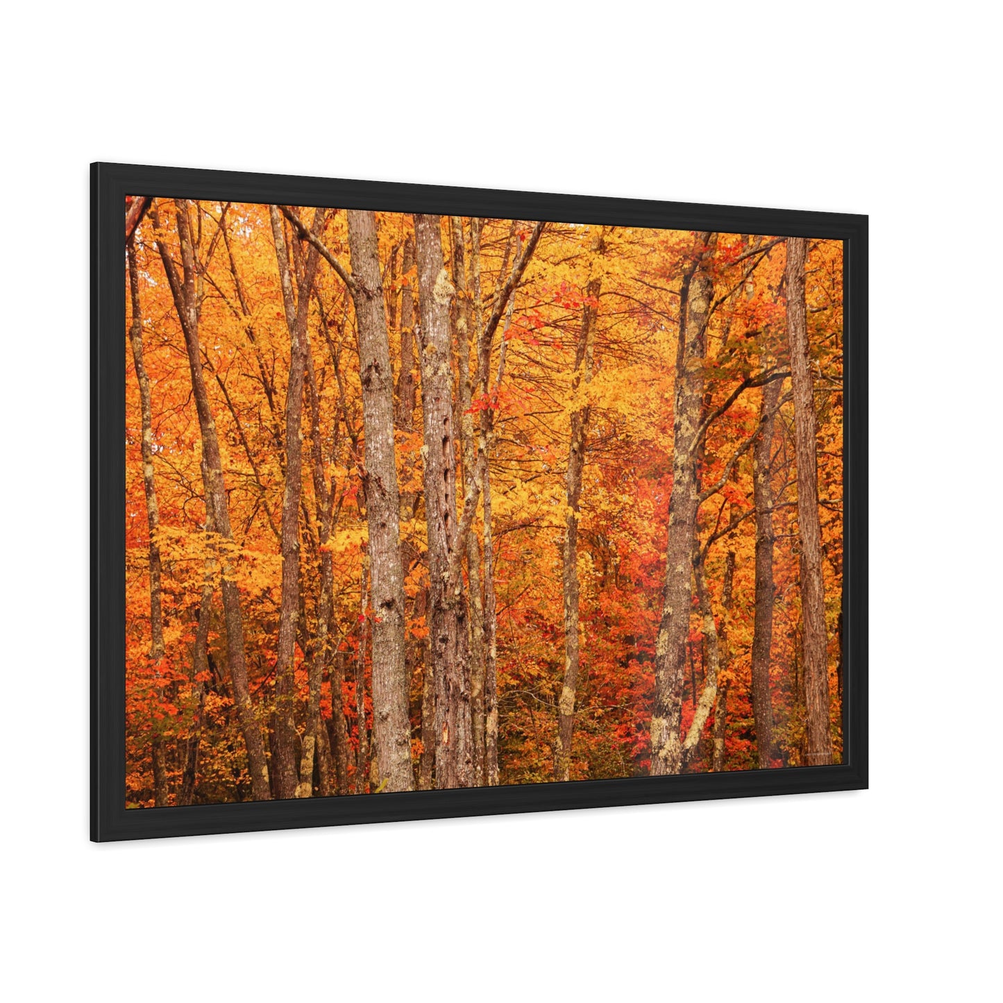 Forest of Autumn Colors Framed Fine Art Photograph