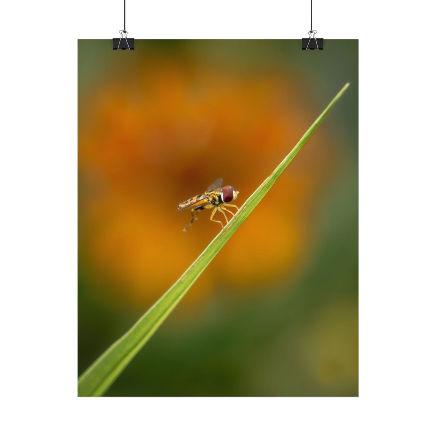 Flower Fly Poses with Orange Flowers Fine Art Print