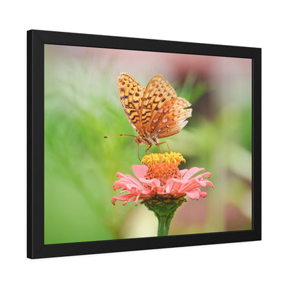 Fritillary Butterfly on Zinnia Framed Print | Nature Photography