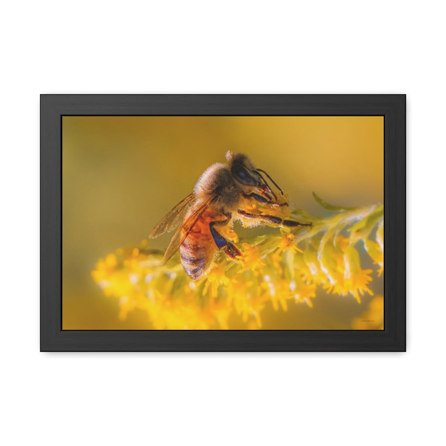 Golden Honey Bee Framed Fine Art Photograph