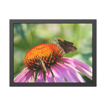 Little Glassywing Butterfly Framed Print | Nature Photography