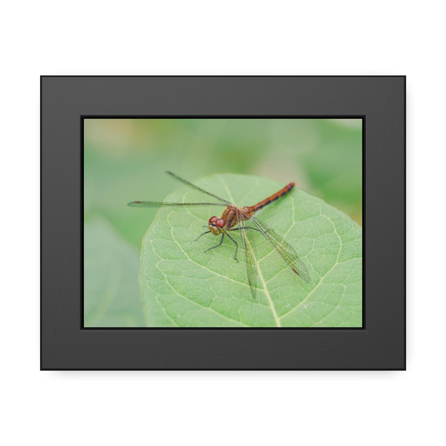 Dragonfly Poses on Leaf Framed Print | Nature Photography