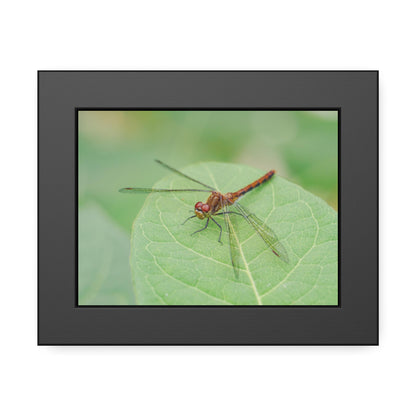 Dragonfly Poses on Leaf Framed Print | Nature Photography