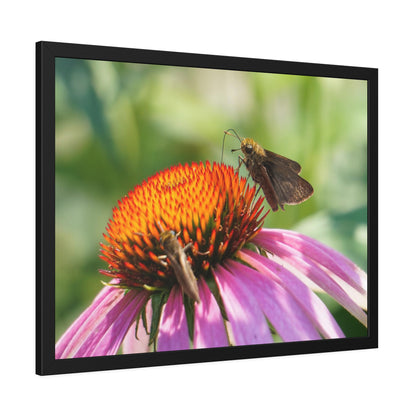 Little Glassywing Butterfly Framed Print | Nature Photography