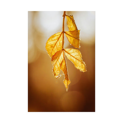 Leaves of Gold Fine Art Print