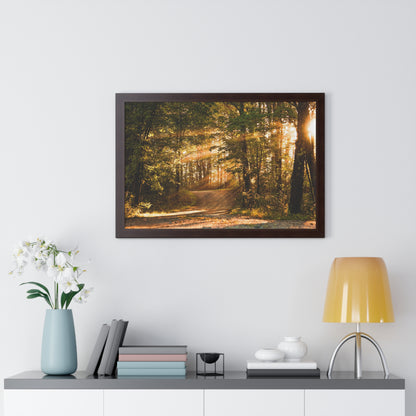 Sunbeams Streaming Onto Forest Path Framed Matte Print