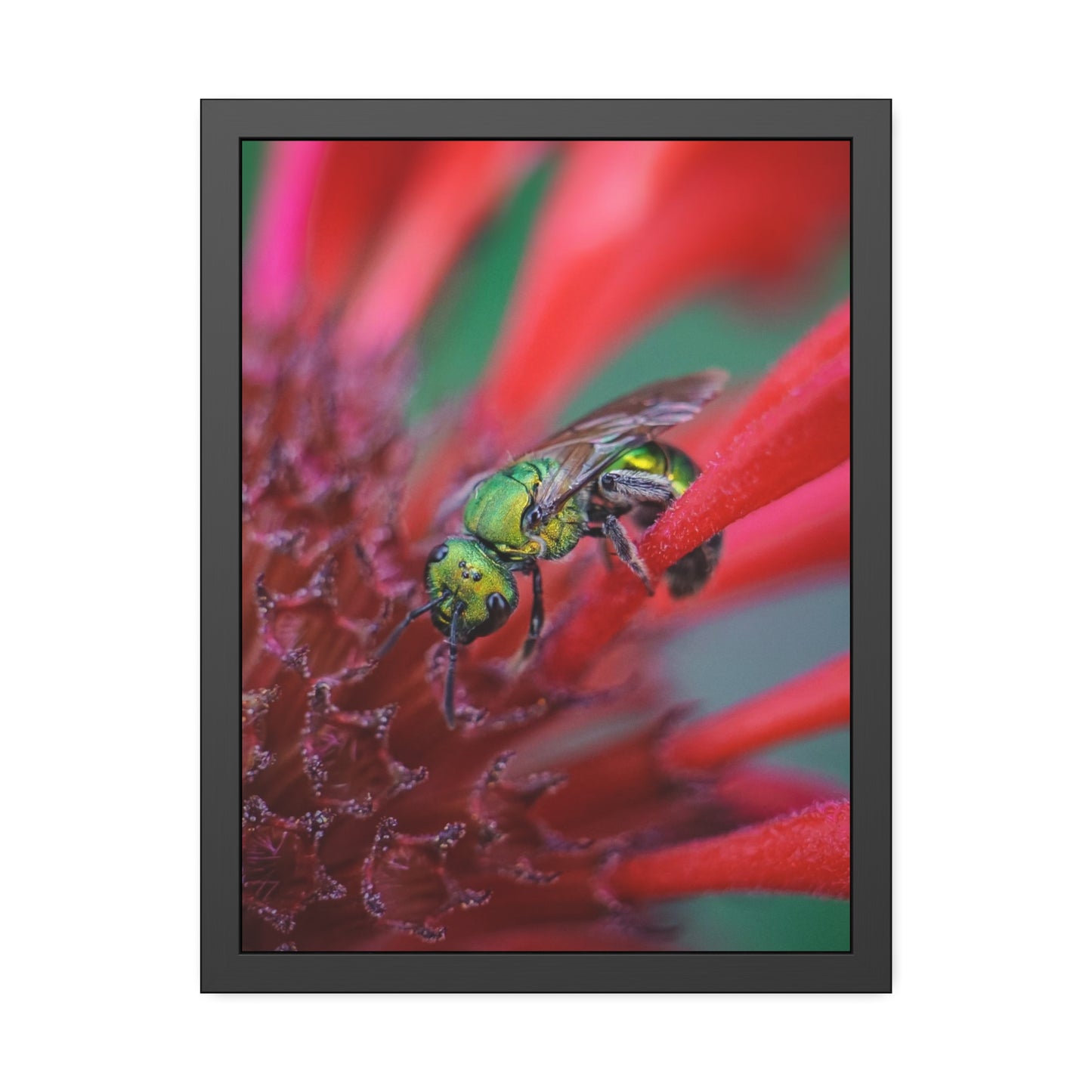 Beautiful Green Bee Framed Print | Nature Photography