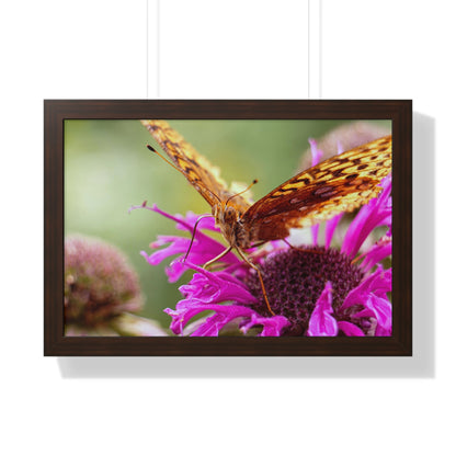 Fritillary Butterfly in Macro Framed Matte Print