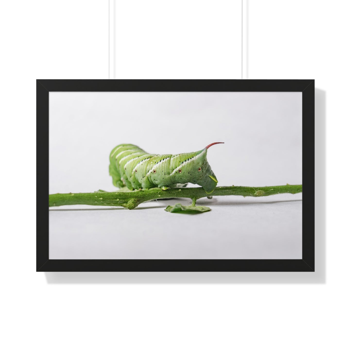 Tomato Hornworm Caterpillar Framed Matte Print