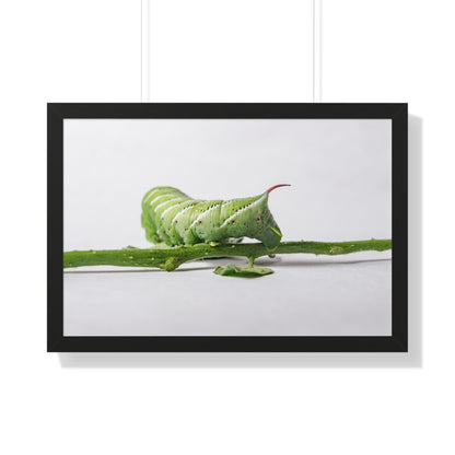 Tomato Hornworm Caterpillar Framed Matte Print