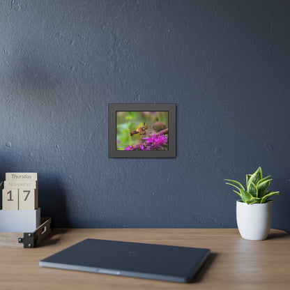 Hummingbird Moth In Flight Framed Print | Nature Photography