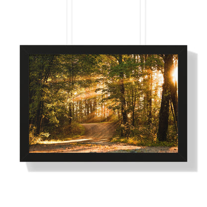 Sunbeams Streaming Onto Forest Path Framed Matte Print