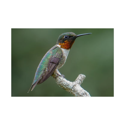 Ruby-Throated Hummingbird Fine Art Print