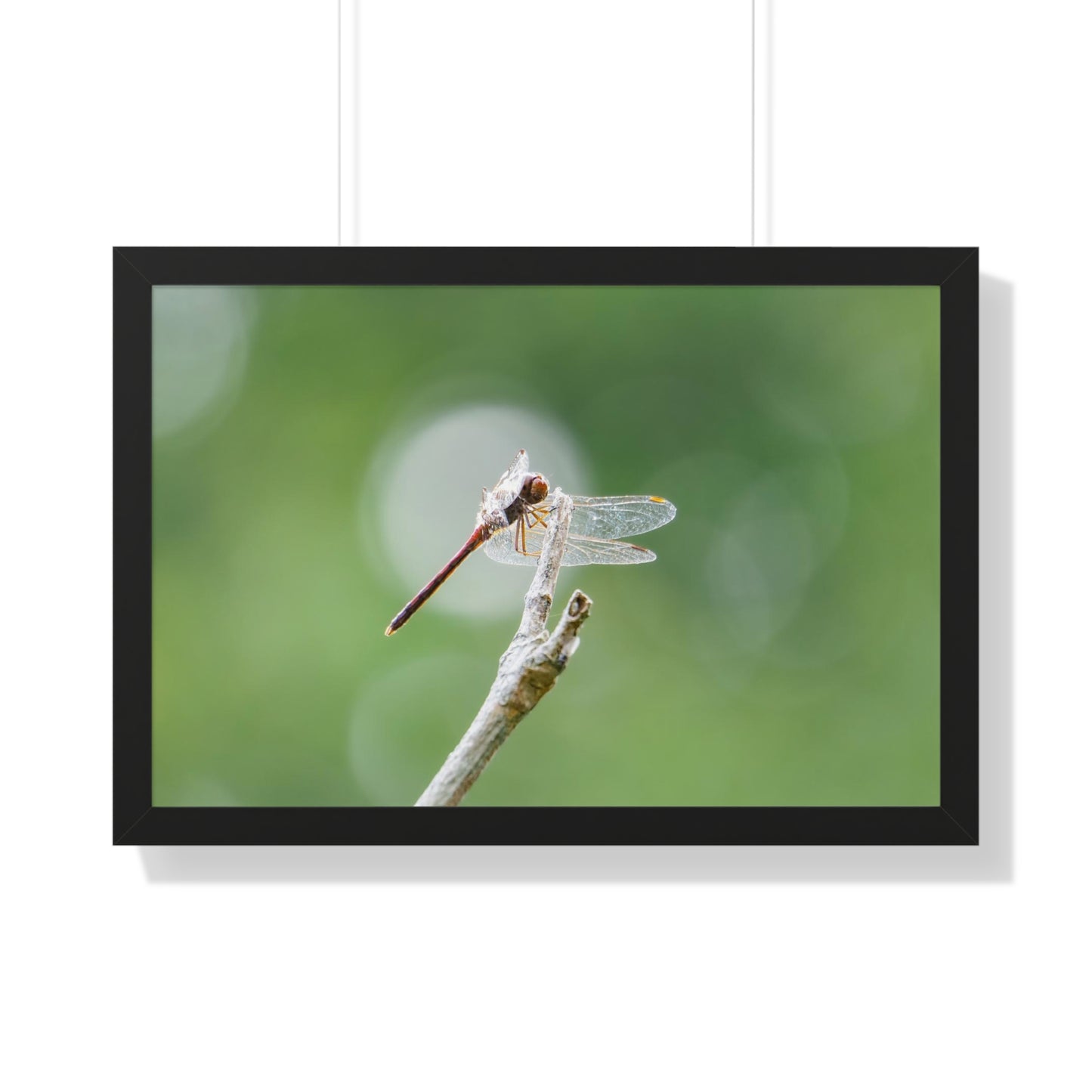 Dramatic Dragonfly Framed Matte Print