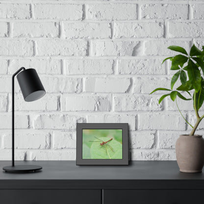 Dragonfly Poses on Leaf Framed Print | Nature Photography