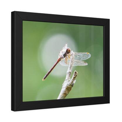 Dramatic Dragonfly Framed Print | Nature Photography