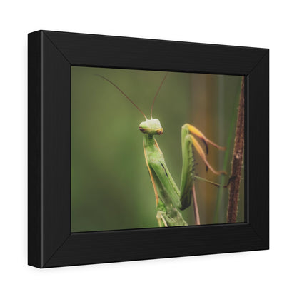 Majestic Mantis Framed Print | Nature Photography