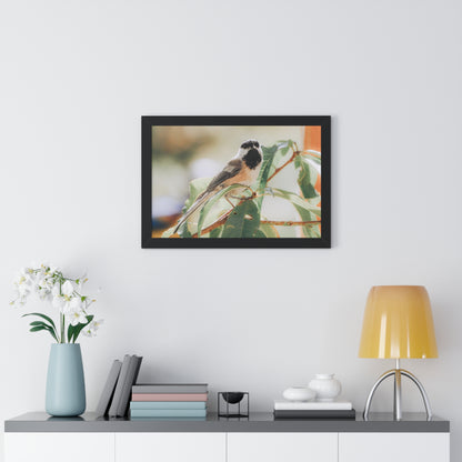 Black-Capped Chickadee Framed Matte Print