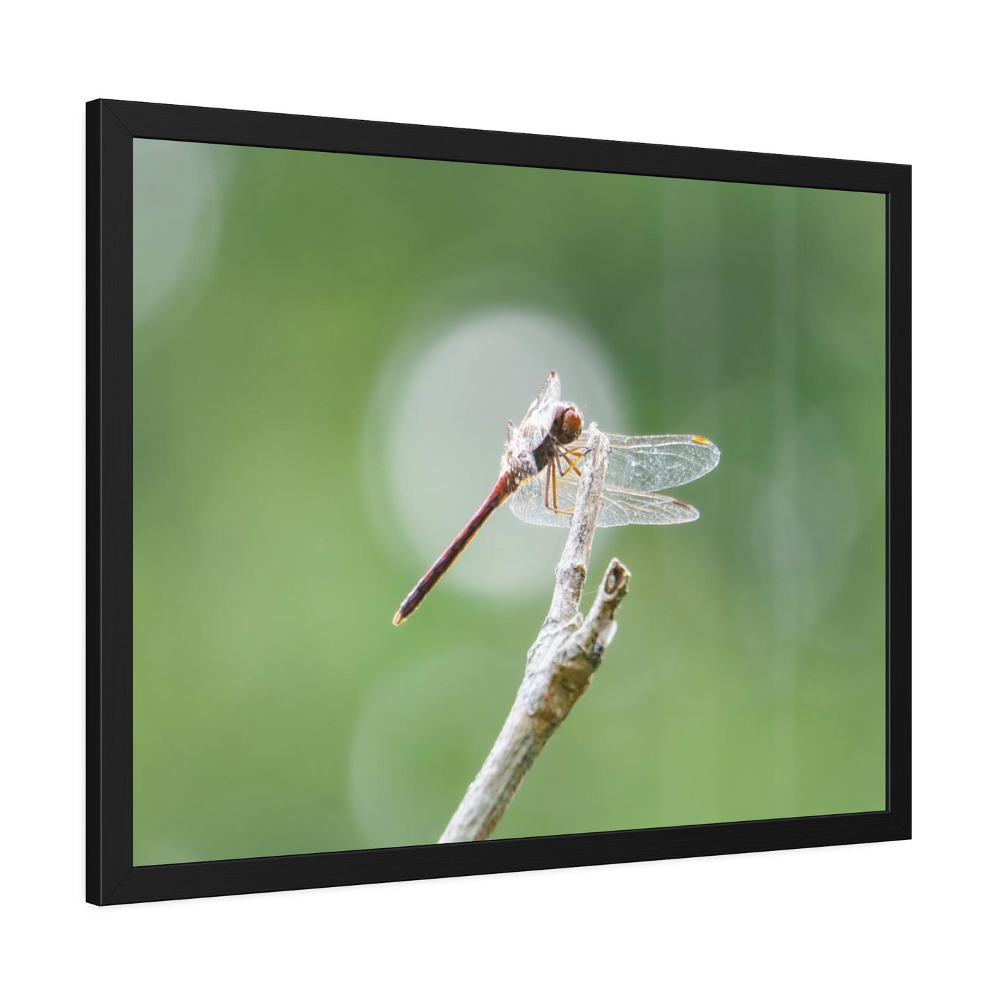 Dramatic Dragonfly Framed Print | Nature Photography
