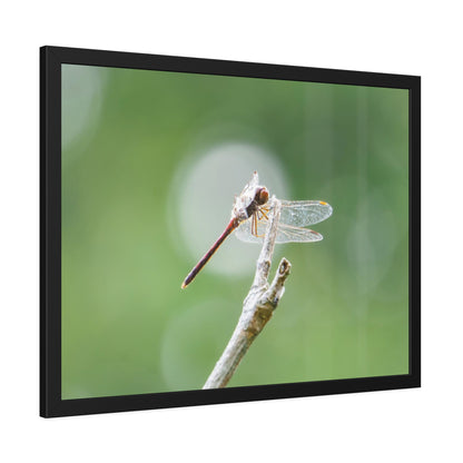 Dramatic Dragonfly Framed Print | Nature Photography