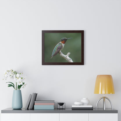 Ruby-Throated Hummingbird Framed Matte Print