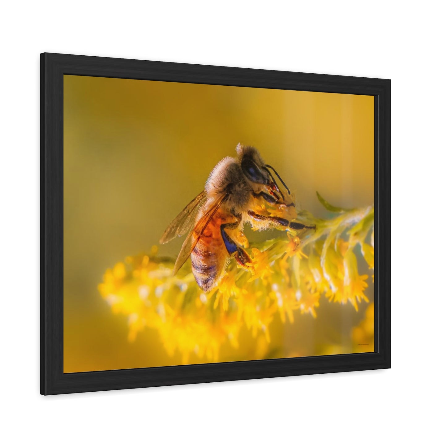 Golden Honey Bee Framed Fine Art Photograph