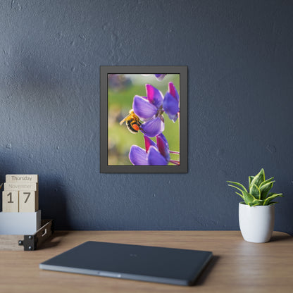 Bumble Bee Pollinates Lupine Flowers Framed Print | Nature Photography