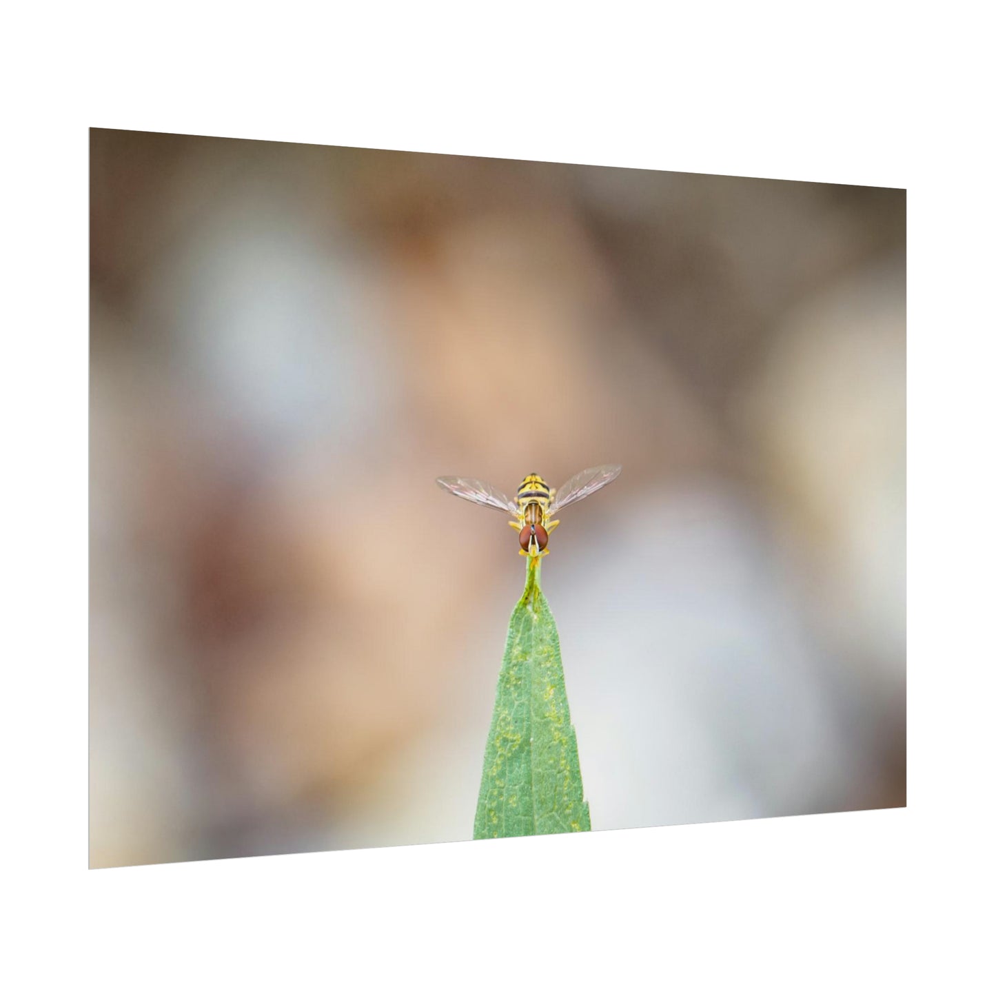 Flower Fly Poses in Macro Fine Art Print