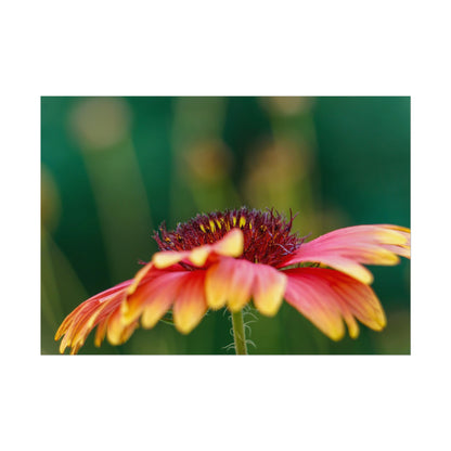 Fancy Macro Daisy Fine Art Print