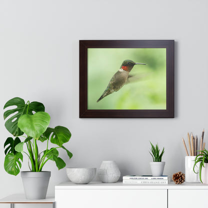 Hummingbird In-Flight Framed Matte Print