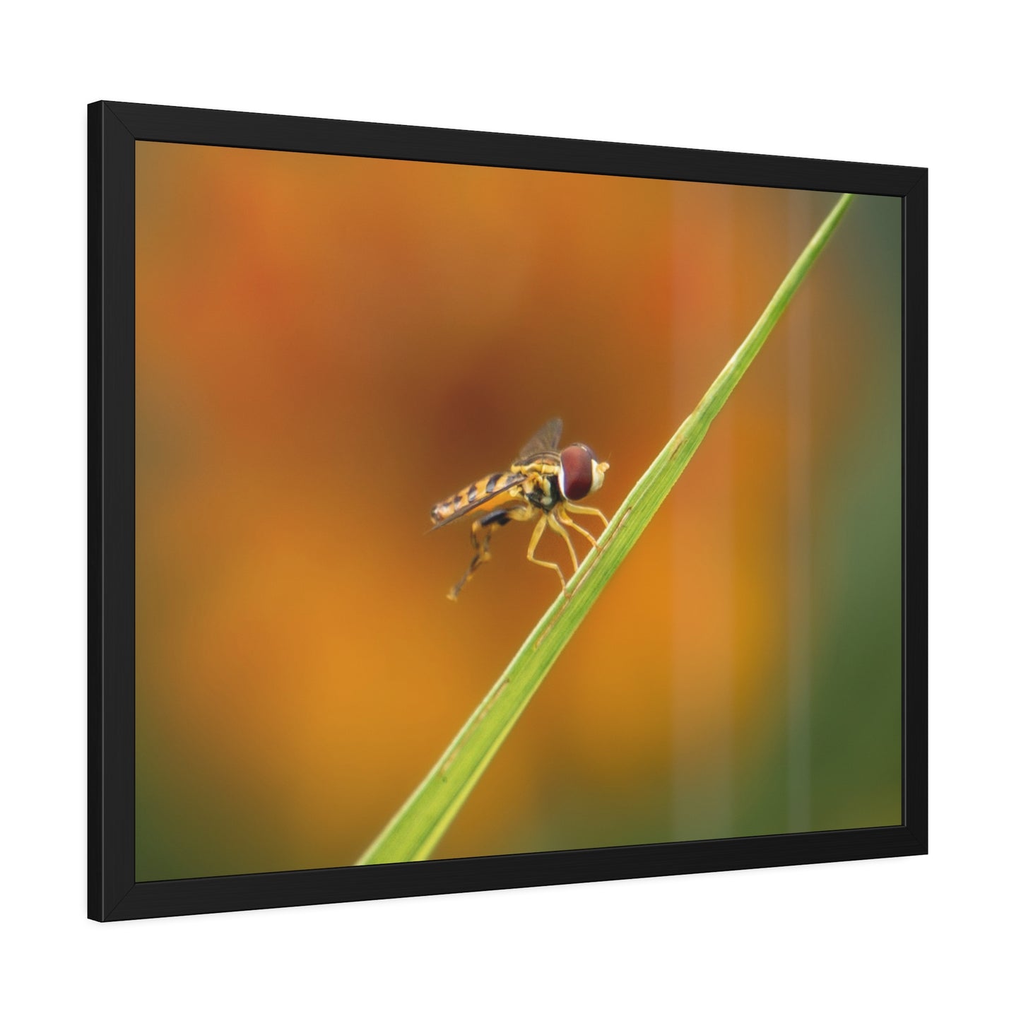 Flower Fly Super Macro Framed Print | Nature Photography