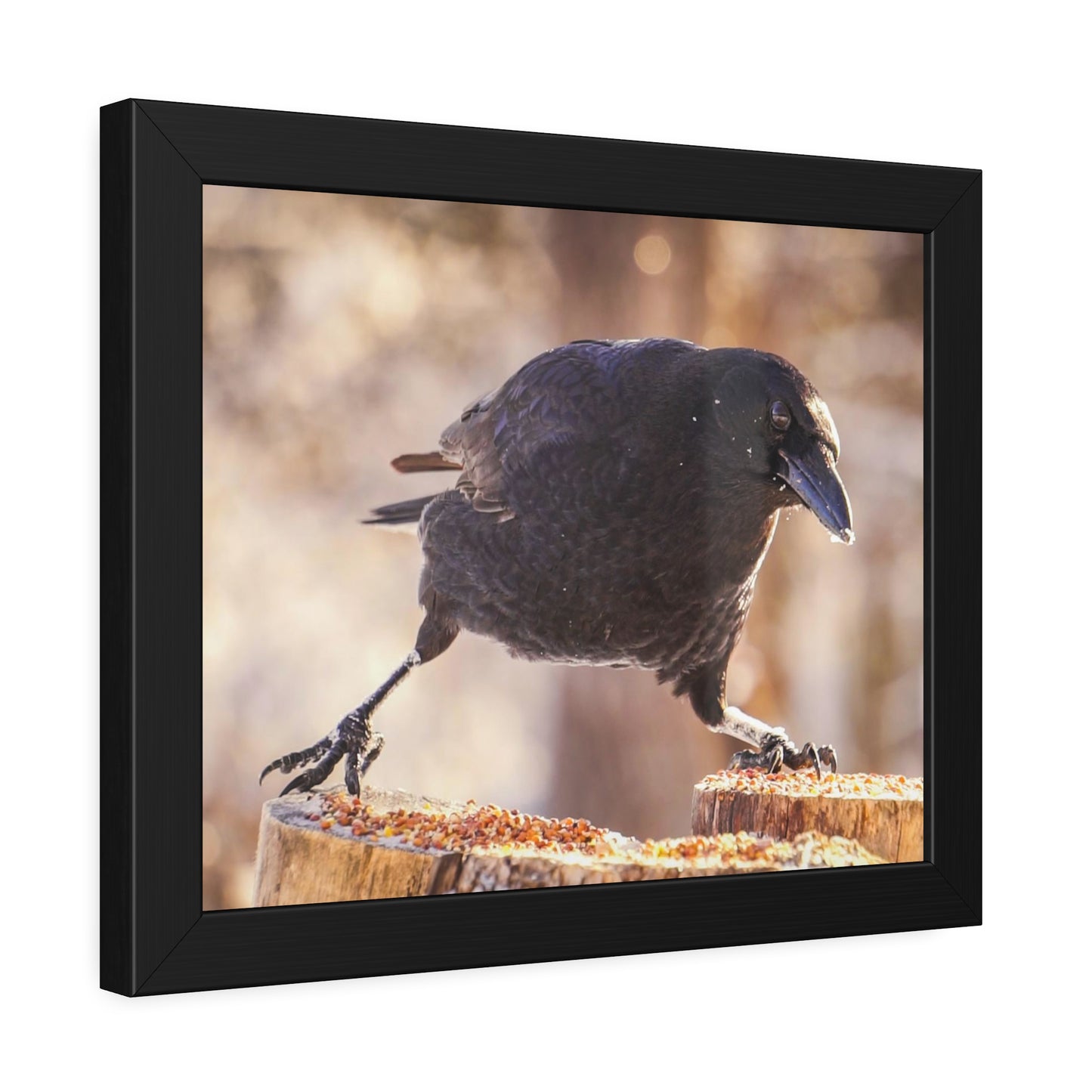 Crow Doing The Splits Framed Print | Nature Photography