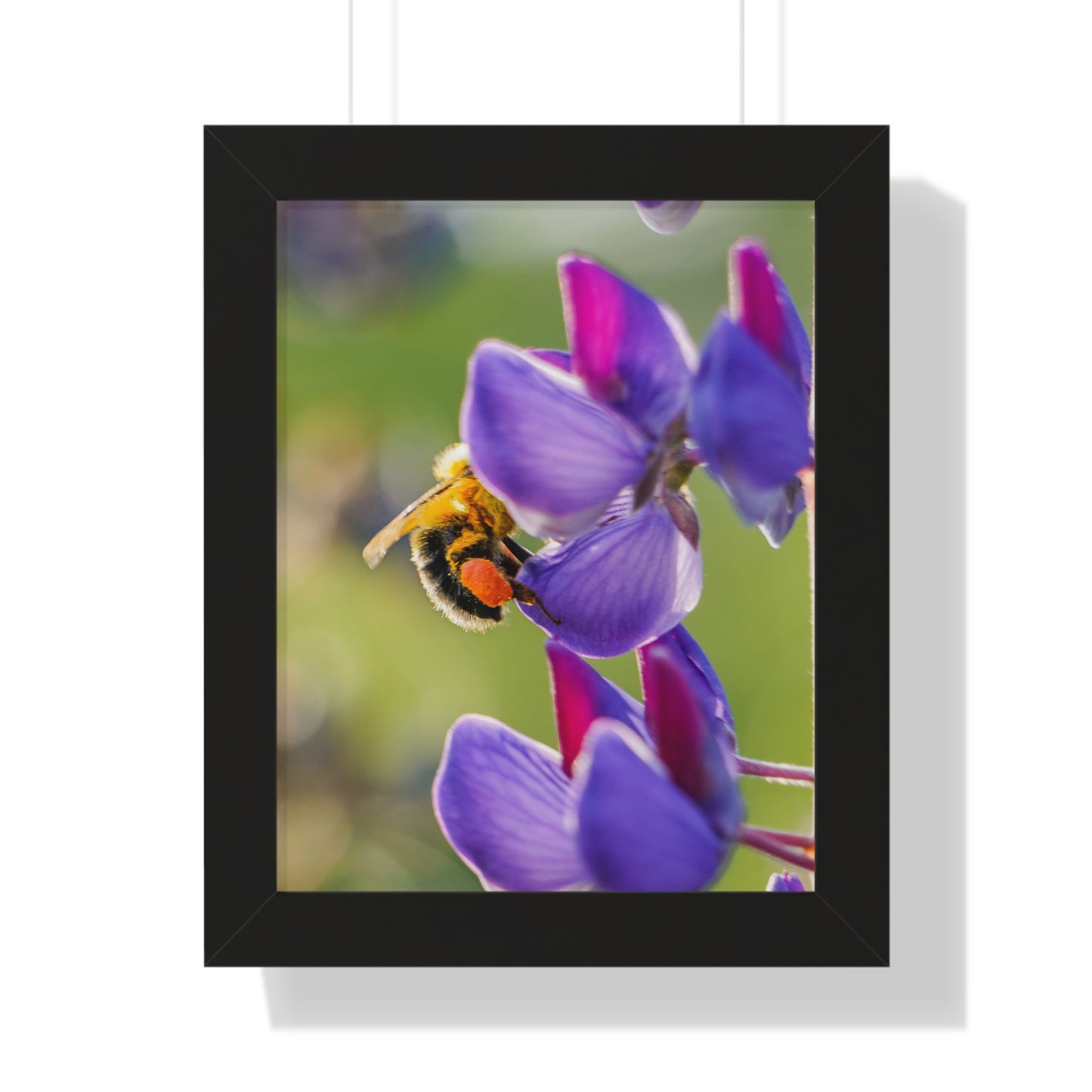 Bumble Bee Pollinates Lupine Flowers Framed Matte Print