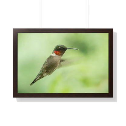 Hummingbird In-Flight Framed Matte Print