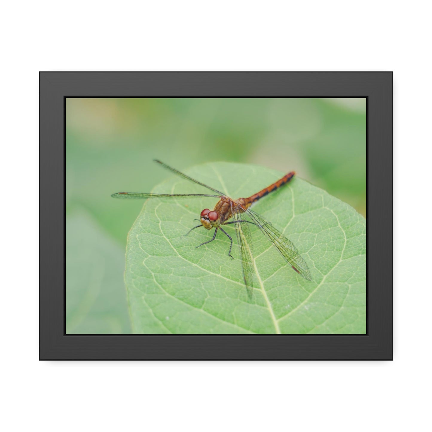 Dragonfly Poses on Leaf Framed Print | Nature Photography
