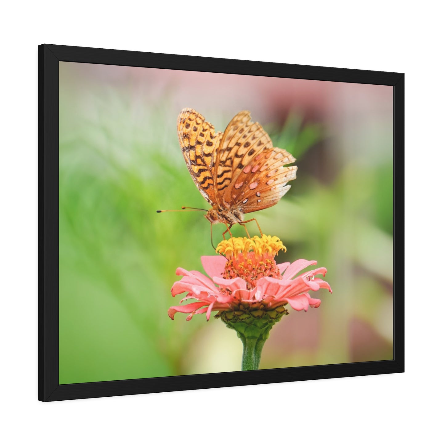 Fritillary Butterfly on Zinnia Framed Print | Nature Photography