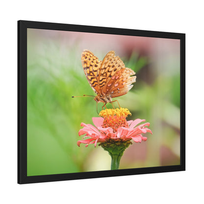 Fritillary Butterfly on Zinnia Framed Print | Nature Photography
