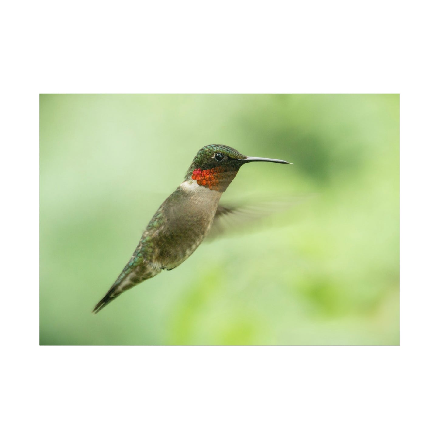 Hummingbird In-Flight Fine Art Print