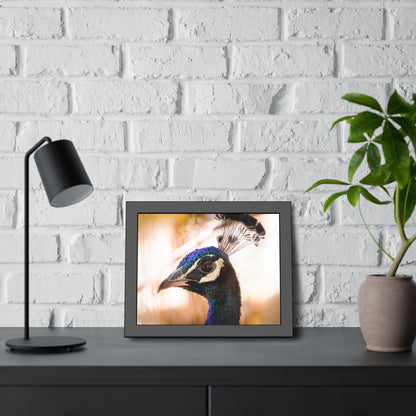 Peculiar Peacock Framed Print | Nature Photography