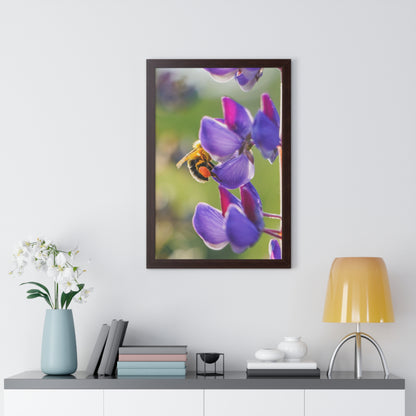 Bumble Bee Pollinates Lupine Flowers Framed Matte Print