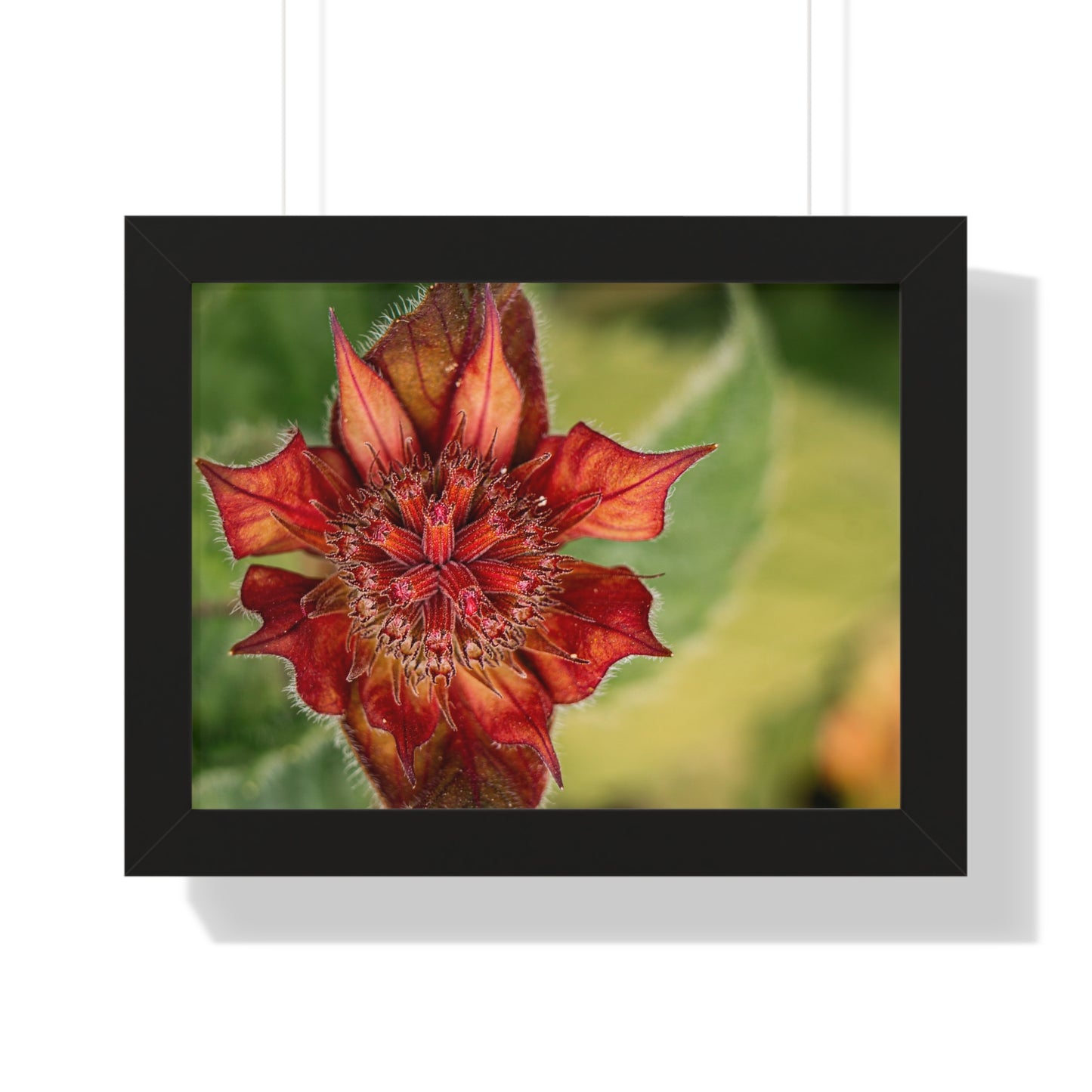 Fancy Red Bee Balm Flower Macro Framed Matte Print