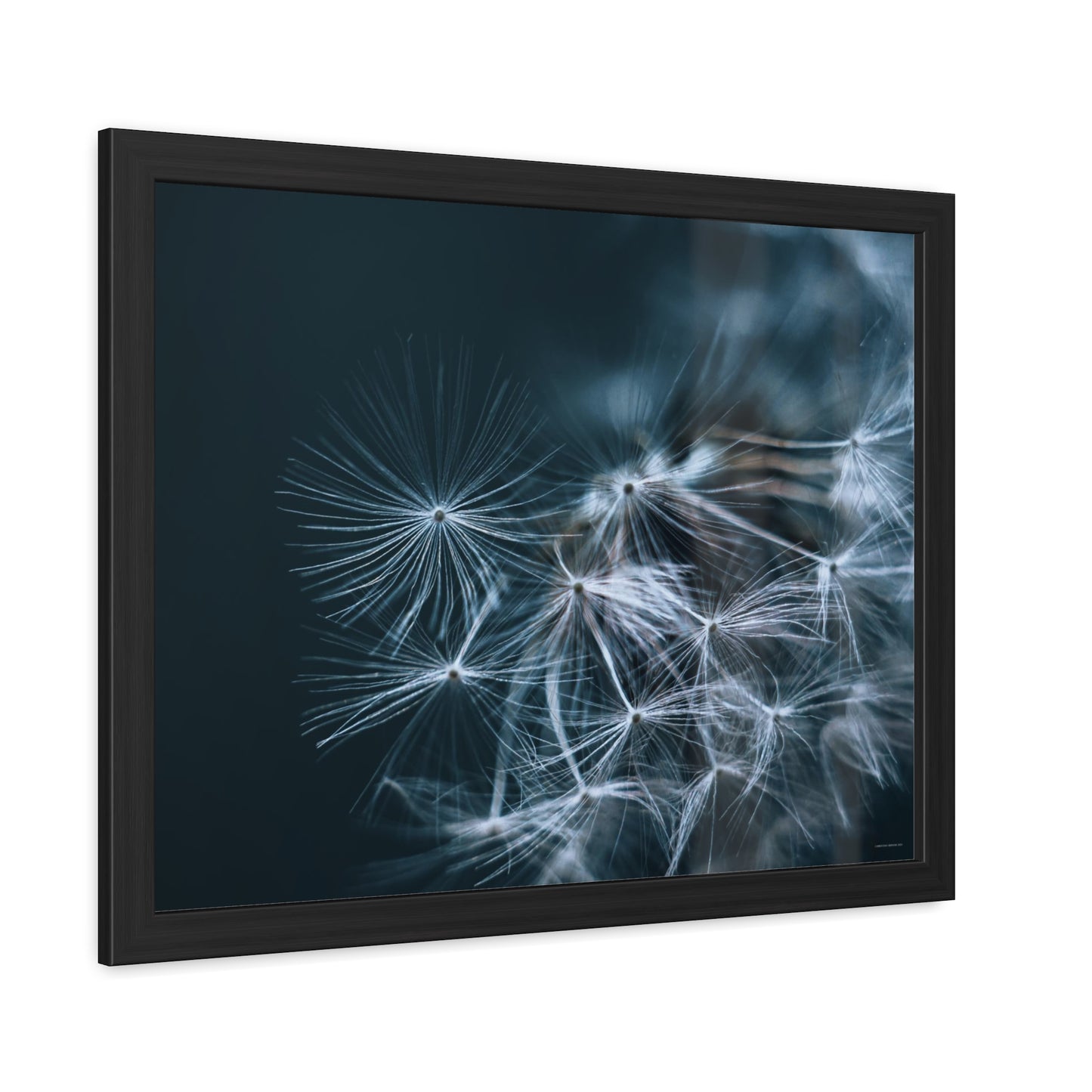 Macro Moody Dandelion Framed Fine Art Photograph