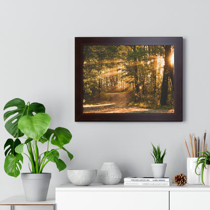 Sunbeams Streaming Onto Forest Path Framed Matte Print