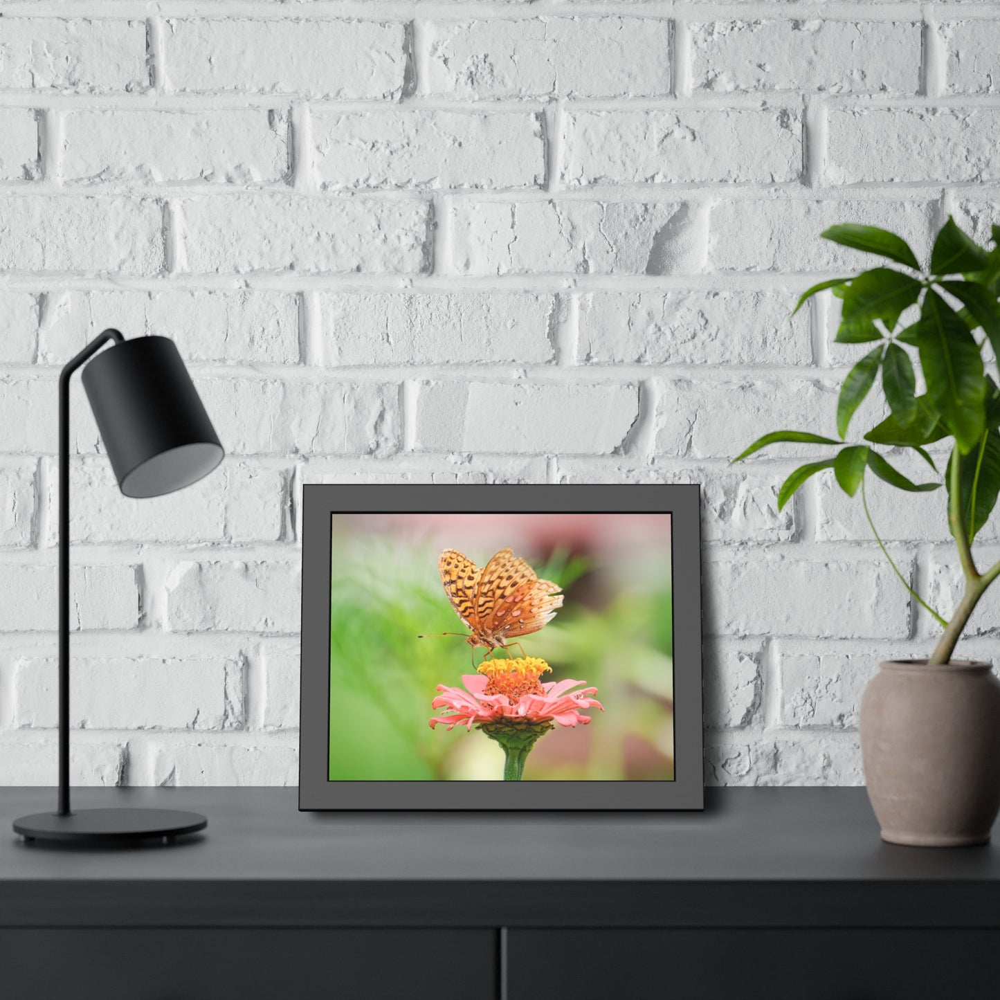 Fritillary Butterfly on Zinnia Framed Print | Nature Photography