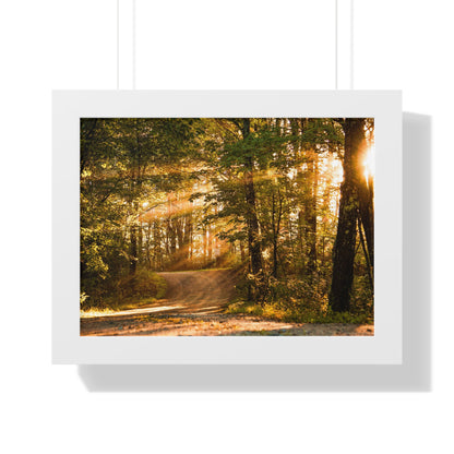 Sunbeams Streaming Onto Forest Path Framed Matte Print